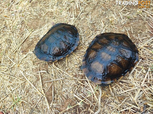 Long neck Turtles; subadults