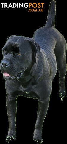 STRONG EUROPEAN BLOODINE CANE CORSO PUPPIES