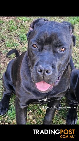 STRONG EUROPEAN BLOODINE CANE CORSO PUPPIES