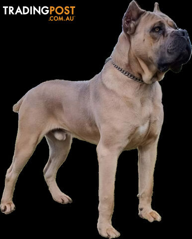 STRONG EUROPEAN BLOODINE CANE CORSO PUPPIES