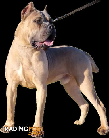 STRONG EUROPEAN BLOODINE CANE CORSO PUPPIES