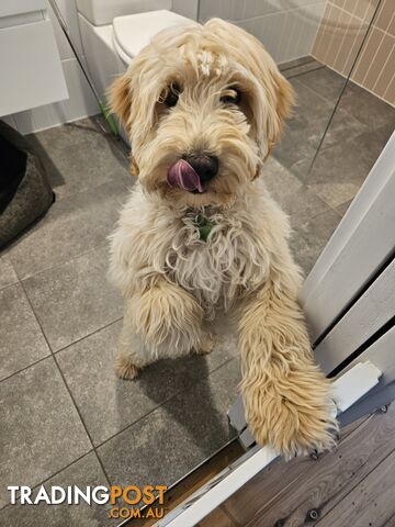 5 month old mini Groodle
