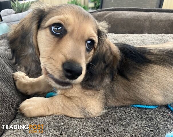 Gorgeous Miniature Longhaired Cream Dachshund Puppies