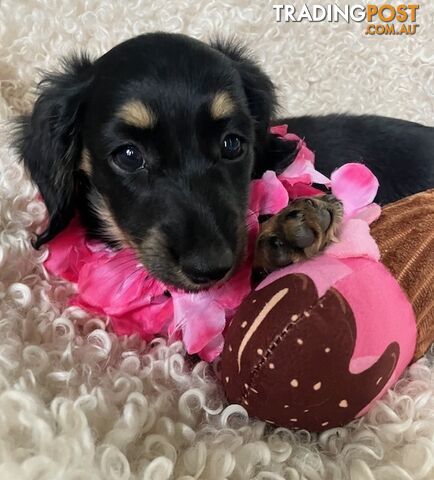 Gorgeous Miniature Longhaired Cream Dachshund Puppies