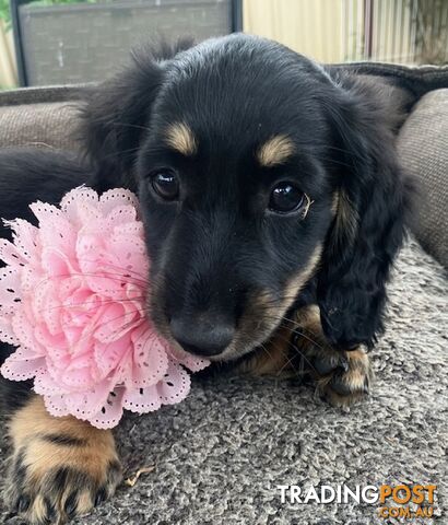 Gorgeous Miniature Longhaired Cream Dachshund Puppies