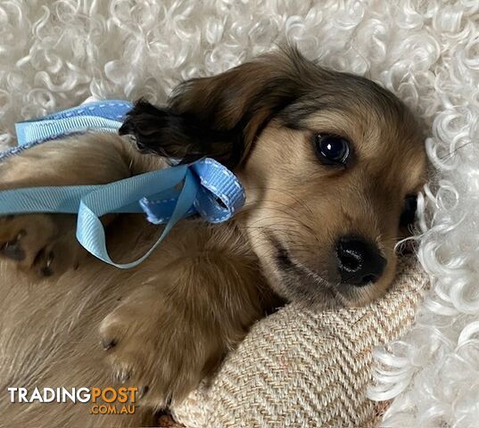 Gorgeous Miniature Longhaired Cream Dachshund Puppies