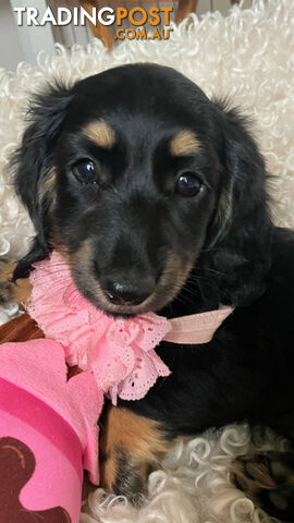 Gorgeous Miniature Longhaired Cream Dachshund Puppies