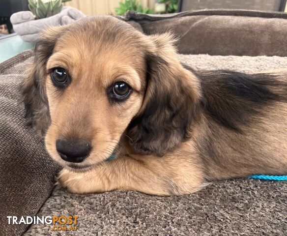 Gorgeous Miniature Longhaired Cream Dachshund Puppies