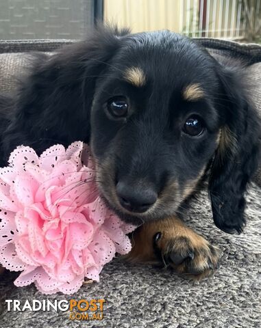 Gorgeous Miniature Longhaired Cream Dachshund Puppies