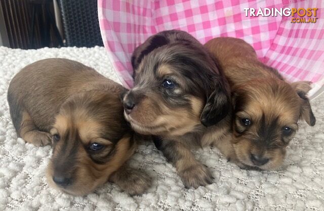 Gorgeous Miniature Creamy Dreamy Longhaired Dachshund Puppies