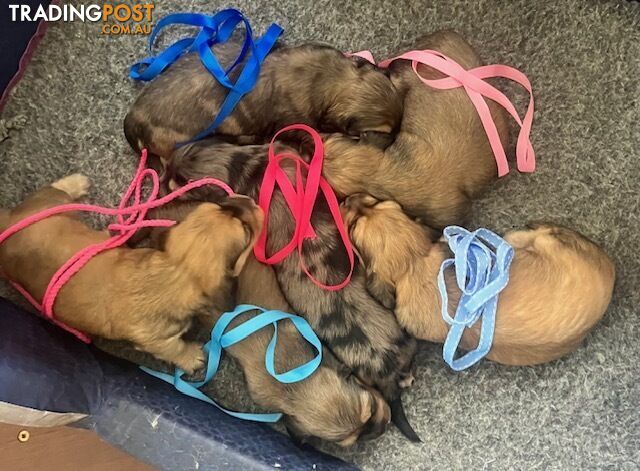 Gorgeous Miniature Cream Longhaired Dachshund Puppies