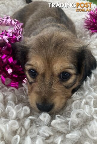 Gorgeous Miniature Creamy Dreamy Longhaired Dachshund Puppies