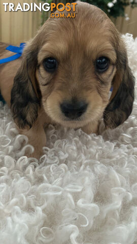 Gorgeous Miniature Creamy Dreamy Longhaired Dachshund Puppies