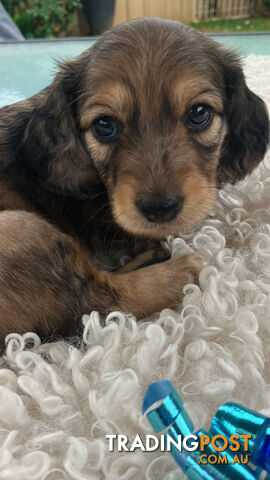 Gorgeous Miniature Creamy Dreamy Longhaired Dachshund Puppies