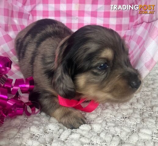 Gorgeous Miniature Cream Longhaired Dachshund Puppies