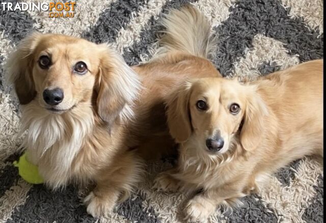 Gorgeous Miniature Cream Longhaired Dachshund Puppies