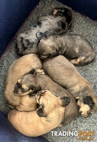 Gorgeous Miniature Cream Longhaired Dachshund Puppies