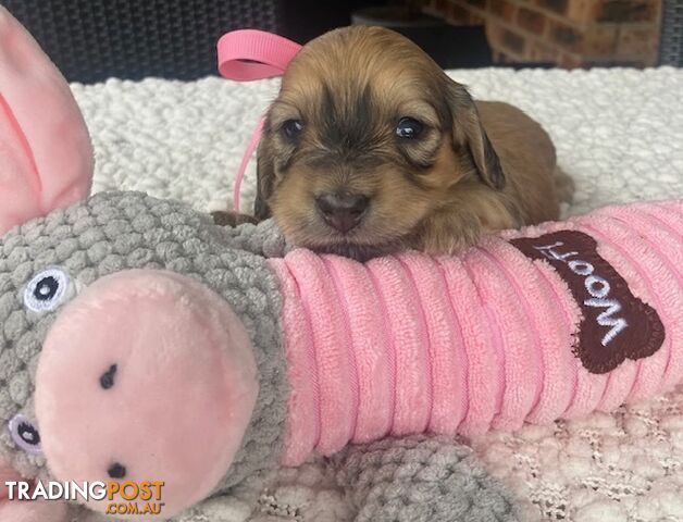 Gorgeous Miniature Cream Longhaired Dachshund Puppies