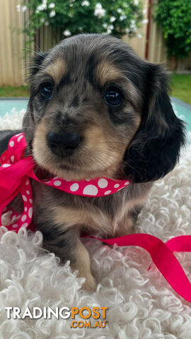 Gorgeous Miniature Creamy Dreamy Longhaired Dachshund Puppies