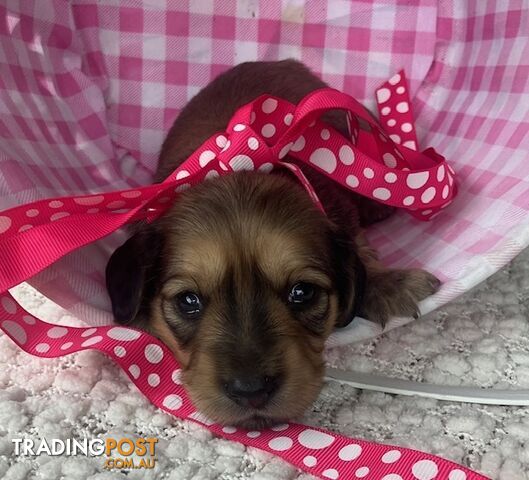 Gorgeous Miniature Cream Longhaired Dachshund Puppies