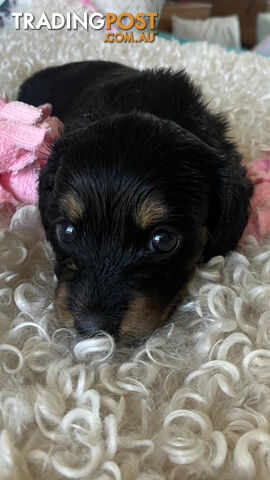 LUCKY LAST!! An Adorable Miniature Longhaired Dachshund Puppy