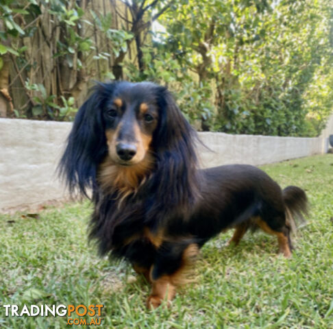 LUCKY LAST!! An Adorable Miniature Longhaired Dachshund Puppy