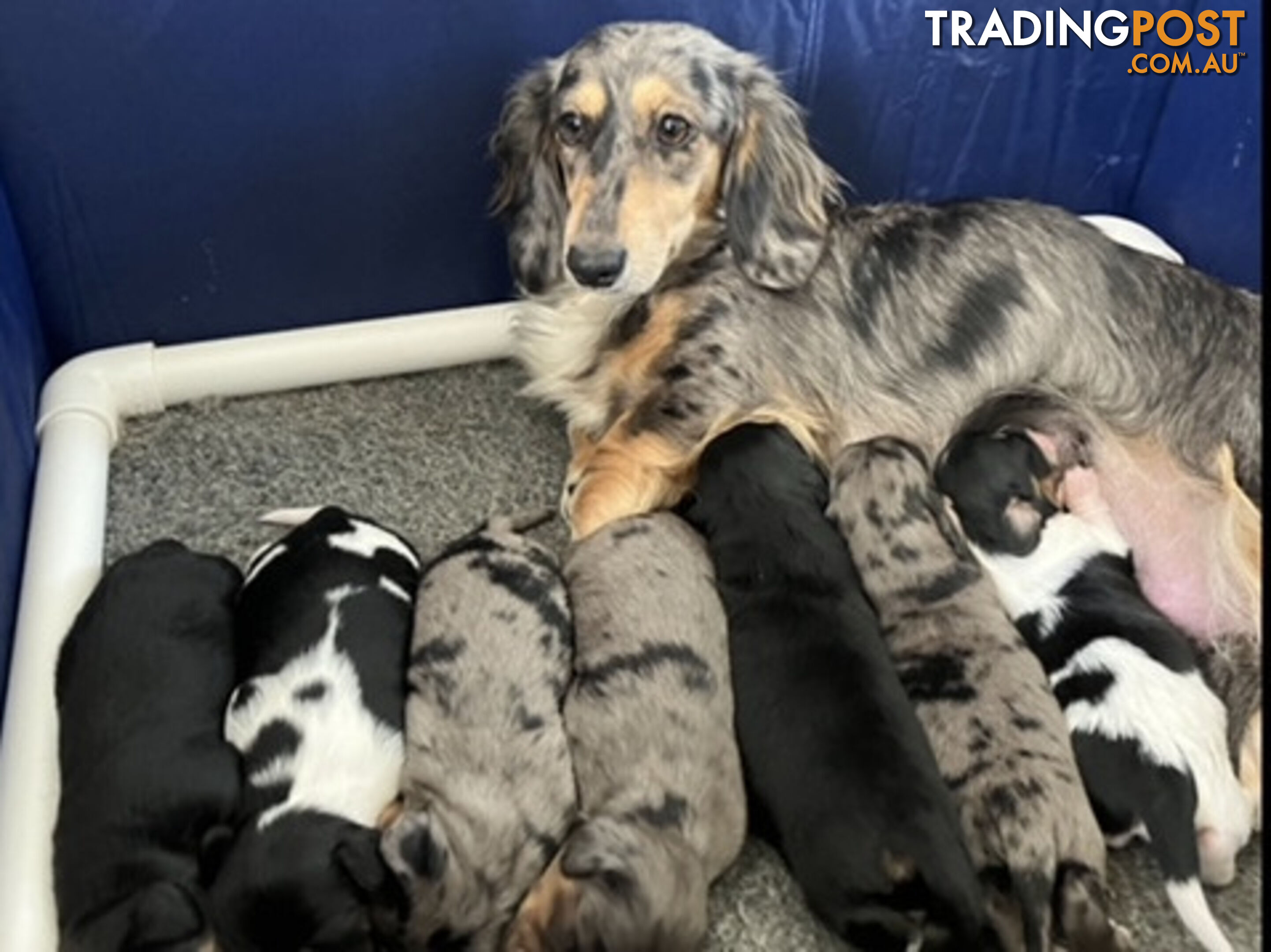 LUCKY LAST!! An Adorable Miniature Longhaired Dachshund Puppy