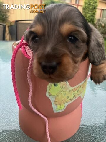 Adorable Miniature Longhaired Dachshund Puppies