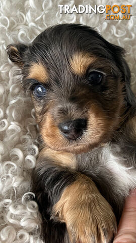 Adorable Miniature Longhaired Dachshund Puppies