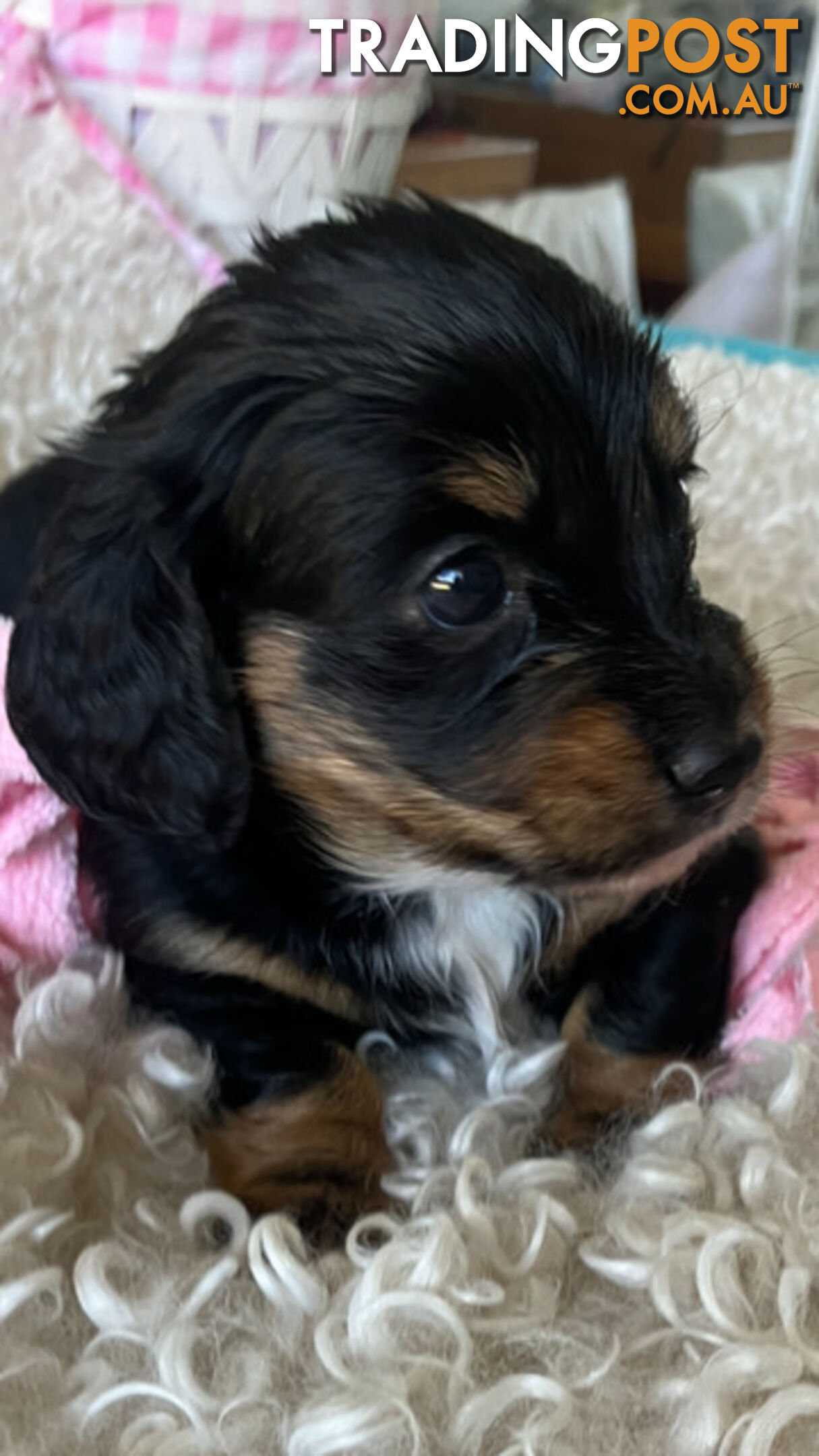 LUCKY LAST!! An Adorable Miniature Longhaired Dachshund Puppy