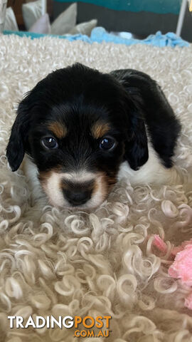 Adorable Miniature Longhaired Dachshund Puppies