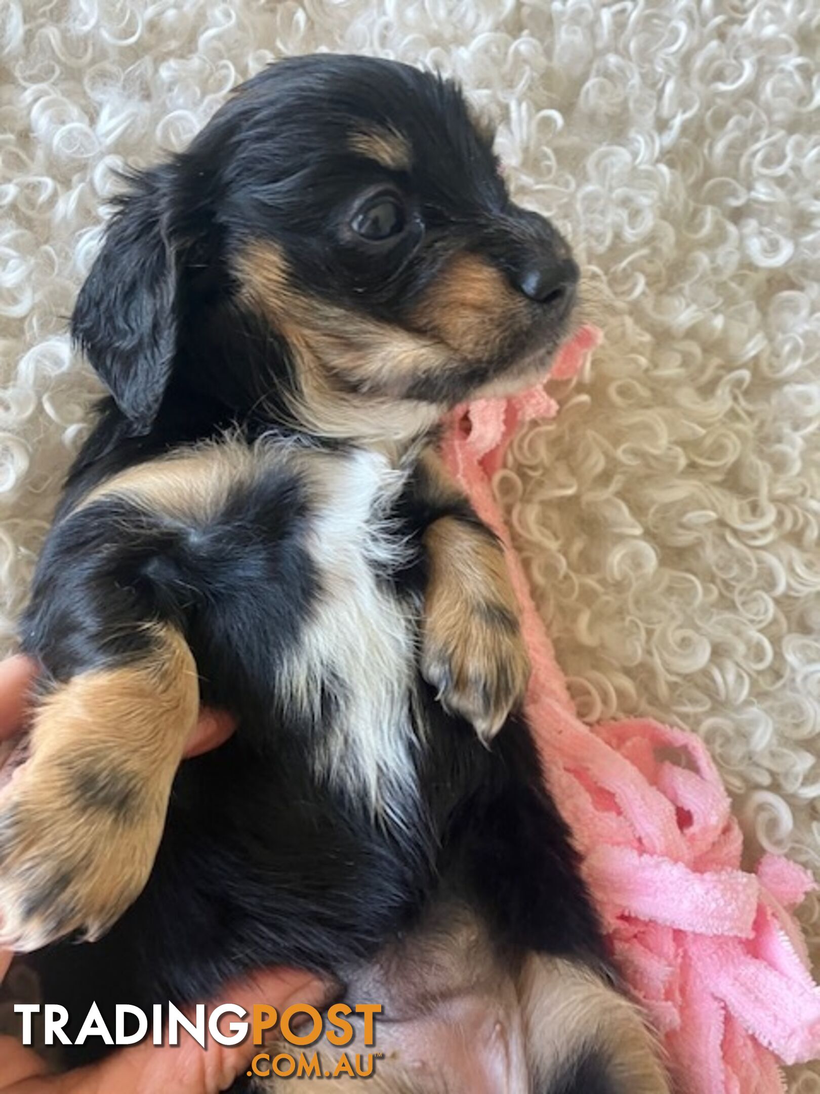 LUCKY LAST!! An Adorable Miniature Longhaired Dachshund Puppy