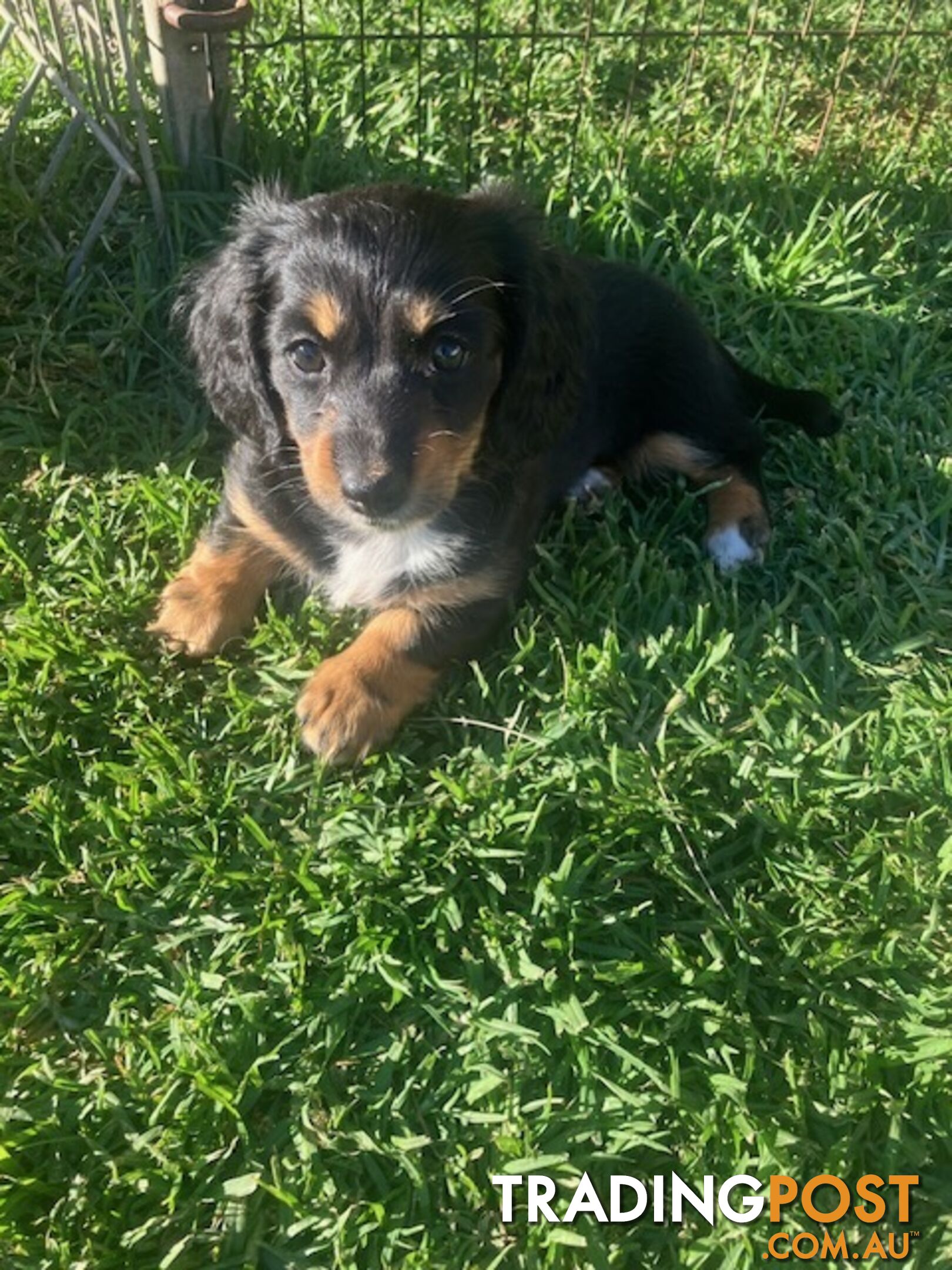 LUCKY LAST!! An Adorable Miniature Longhaired Dachshund Puppy