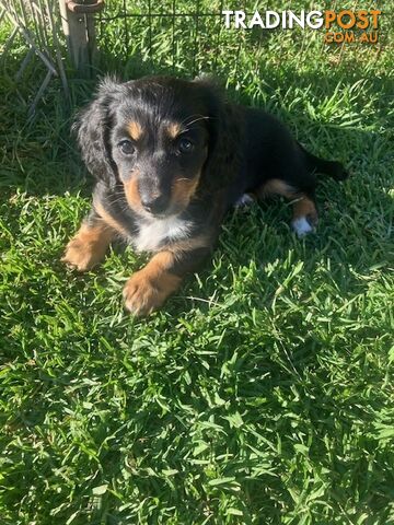 LUCKY LAST!! An Adorable Miniature Longhaired Dachshund Puppy