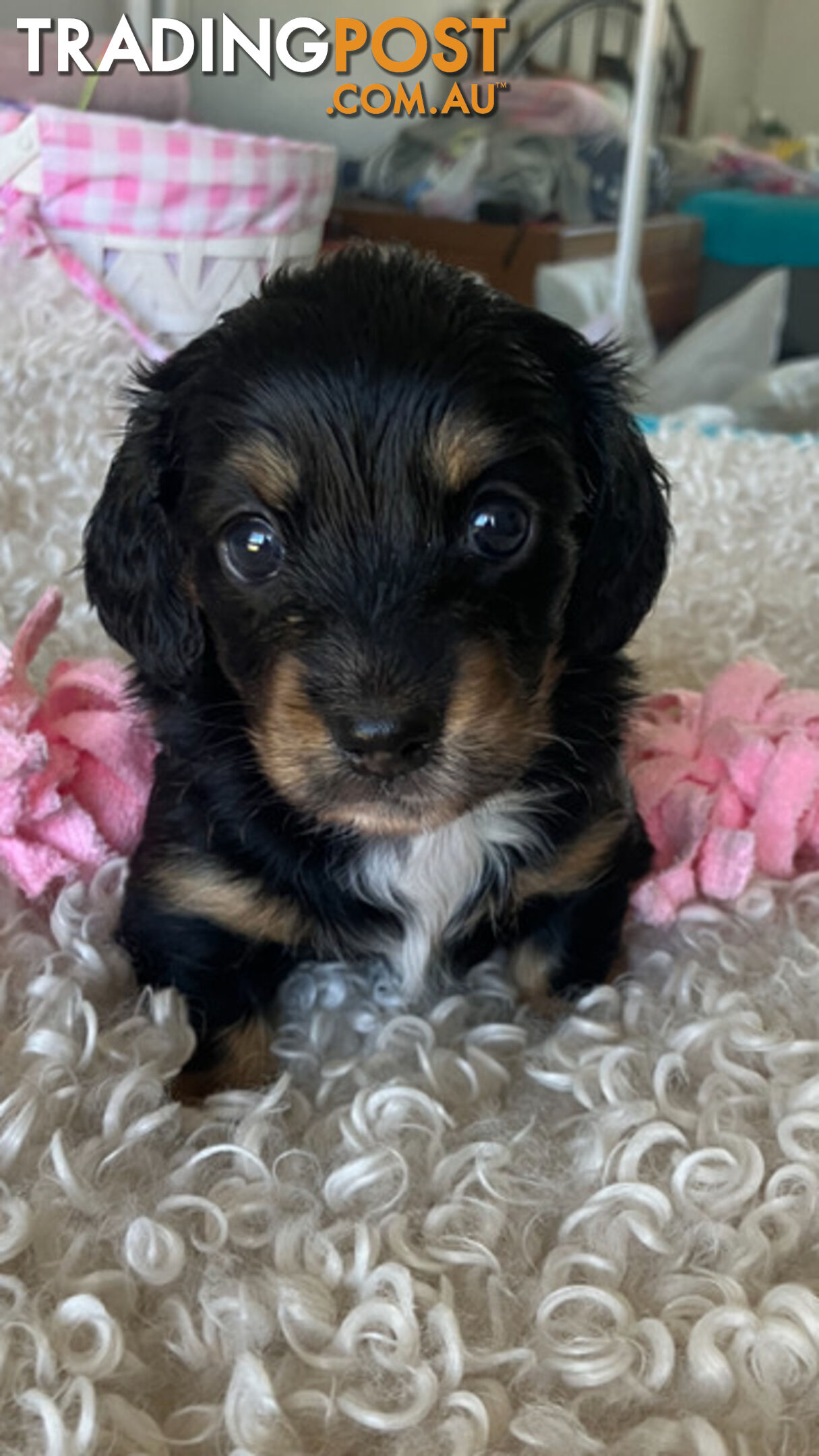 LUCKY LAST!! An Adorable Miniature Longhaired Dachshund Puppy