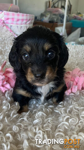 LUCKY LAST!! An Adorable Miniature Longhaired Dachshund Puppy