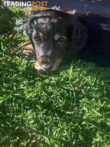 LUCKY LAST!! An Adorable Miniature Longhaired Dachshund Puppy