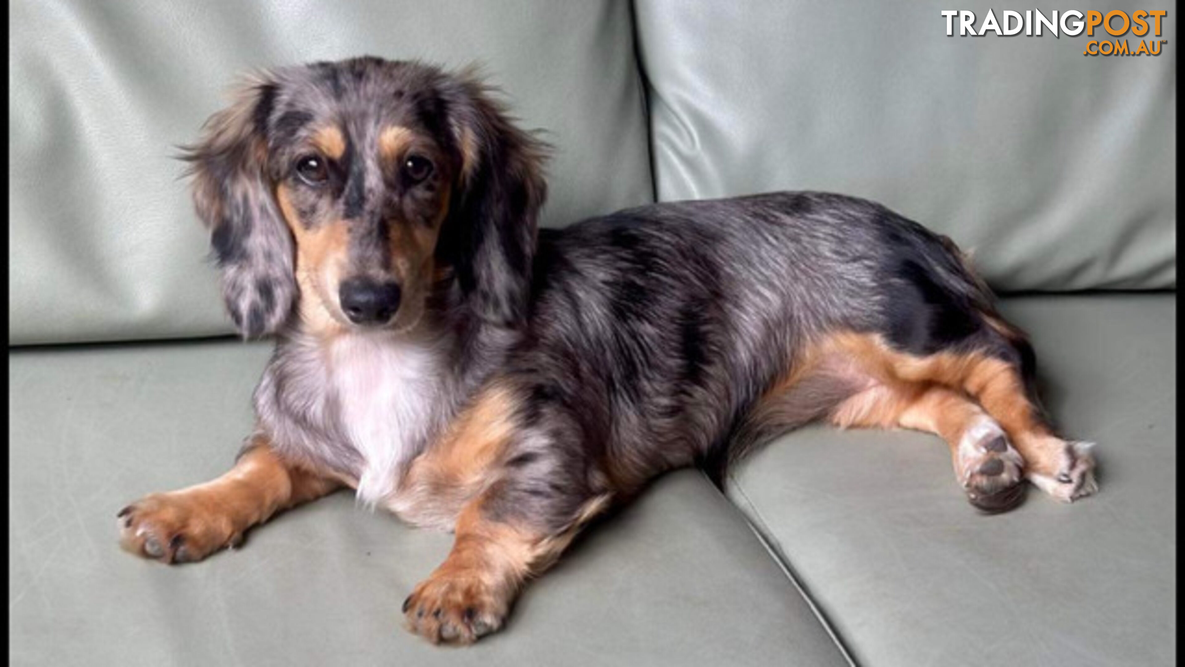 LUCKY LAST!! An Adorable Miniature Longhaired Dachshund Puppy