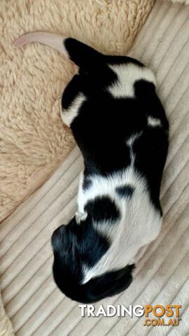 Adorable Miniature Longhaired Dachshund Puppies