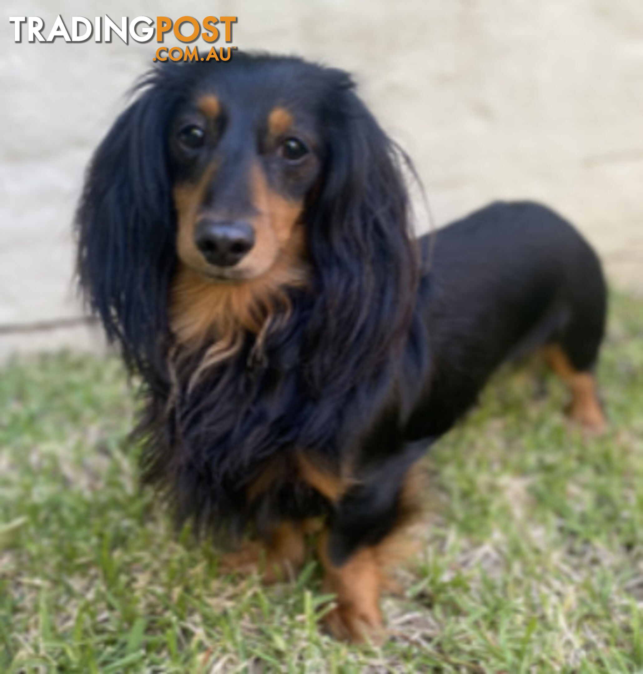 LUCKY LAST!! An Adorable Miniature Longhaired Dachshund Puppy