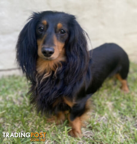 LUCKY LAST!! An Adorable Miniature Longhaired Dachshund Puppy