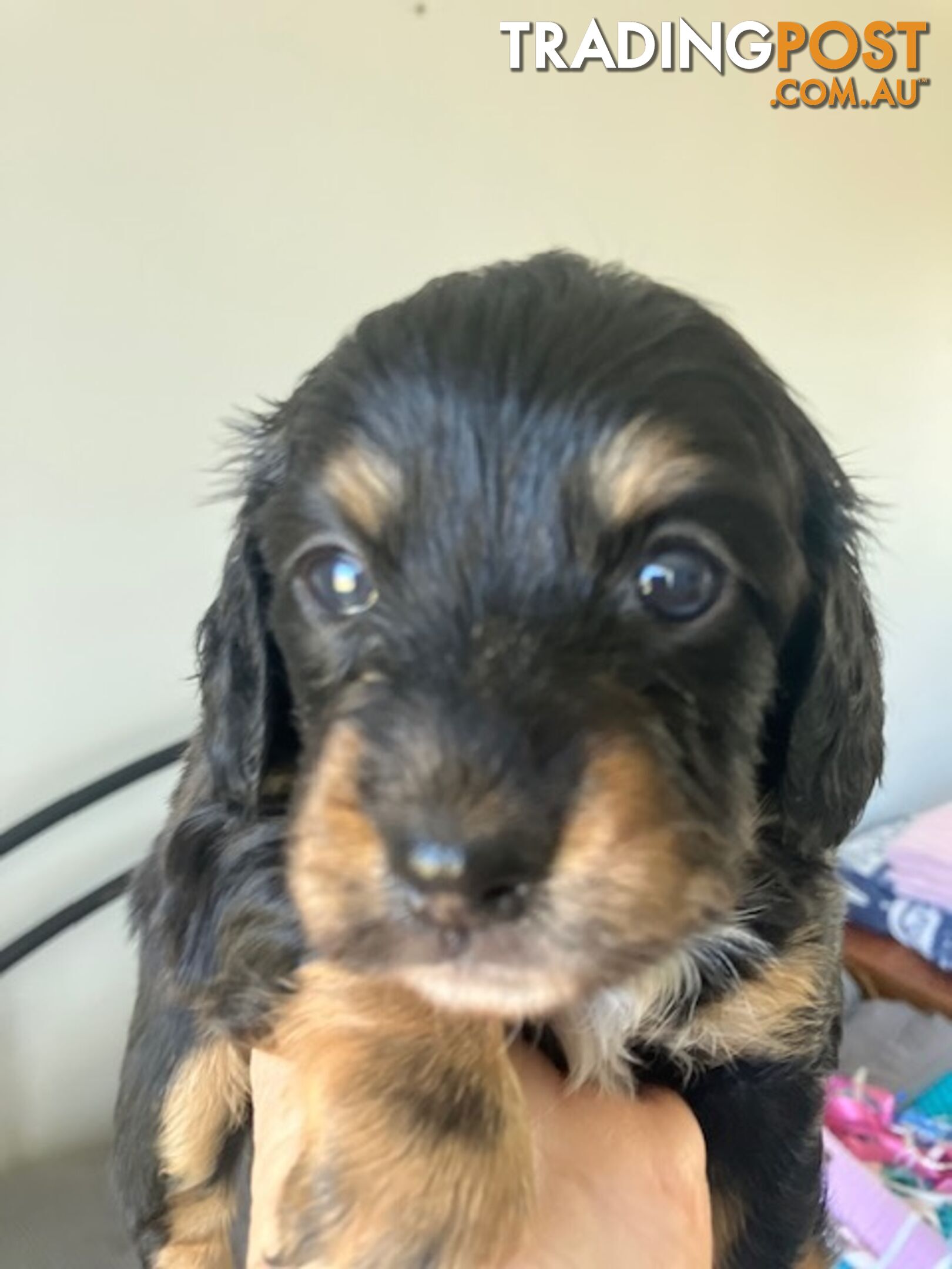 LUCKY LAST!! An Adorable Miniature Longhaired Dachshund Puppy