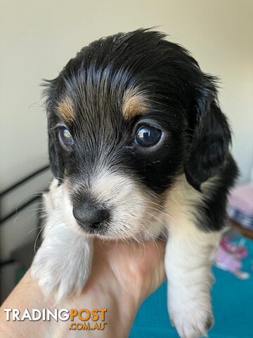 Adorable Miniature Longhaired Dachshund Puppies