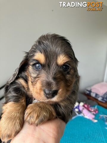 Adorable Miniature Longhaired Dachshund Puppies