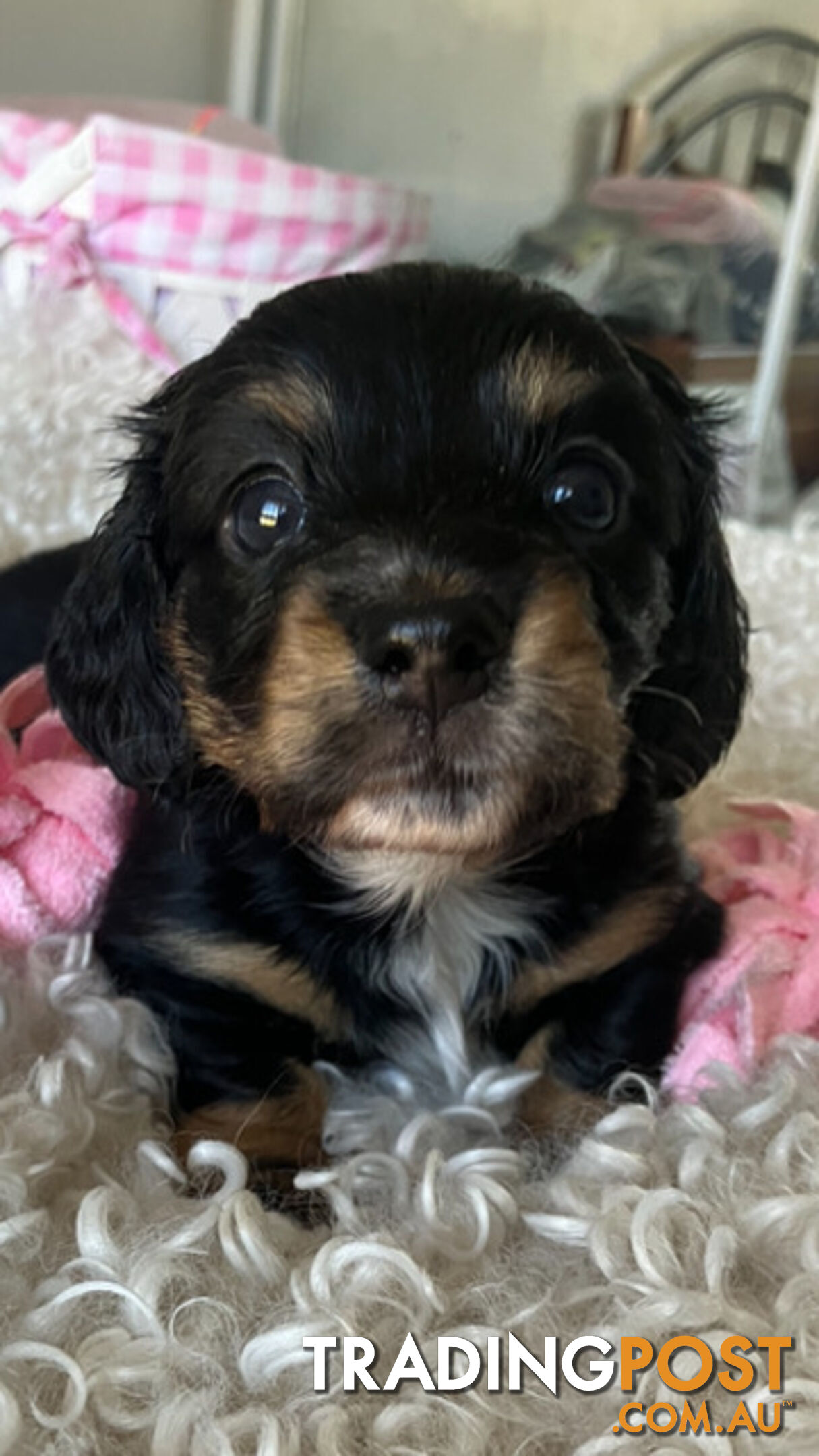 LUCKY LAST!! An Adorable Miniature Longhaired Dachshund Puppy