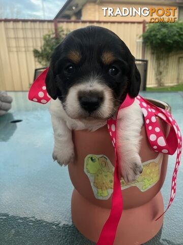 Adorable Miniature Longhaired Dachshund Puppies