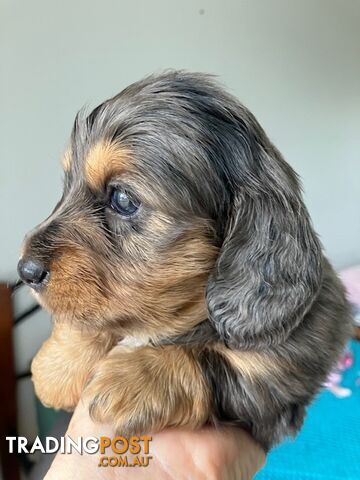 Adorable Miniature Longhaired Dachshund Puppies