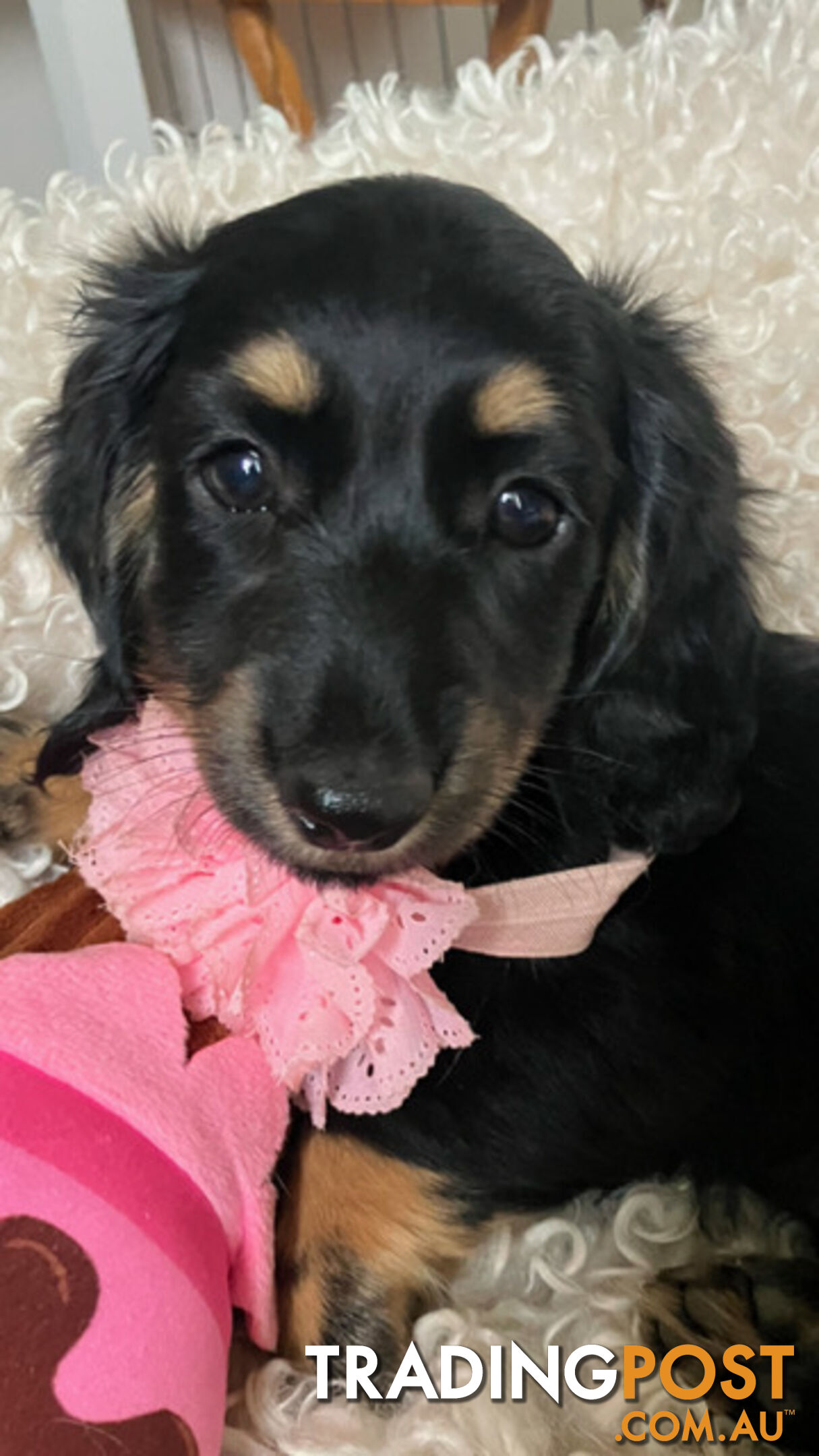 Beautiful Creamy Dreamy Miniature Longhaired Dachshund Puppies