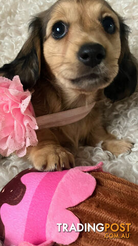 Beautiful Creamy Dreamy Miniature Longhaired Dachshund Puppies