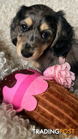 Beautiful Creamy Dreamy Miniature Longhaired Dachshund Puppies